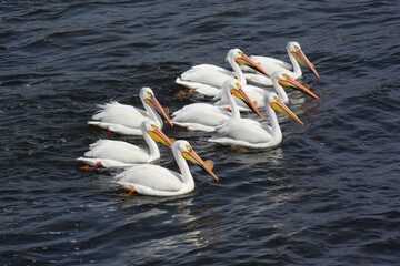 American White Pelicans Fishing On Fox River At De Pere, Wisconsin, In Spring