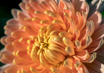 Macro shot of a spring flower. The middle of a chrysanthemum flower - 556724280