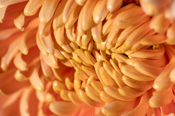 Macro shot of a spring flower. The middle of a chrysanthemum flower - 556724475