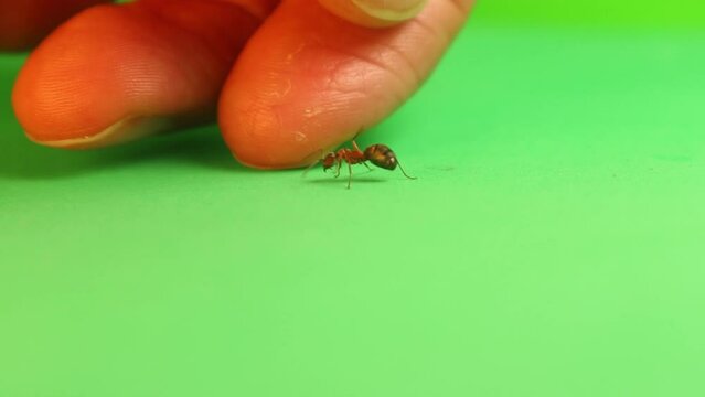 The photographer tries to pose for the ant to take a picture of it. Red ant formica rufa isolated on green background. Also called red wood ant, southern wood ant, horse ant. insect isolated