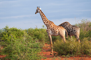 Giraffe