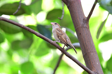 House sparrow