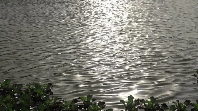 Reflection of sunlight and water waves in the fish pond. video Water texture 

