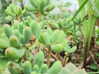 close up of a cactus