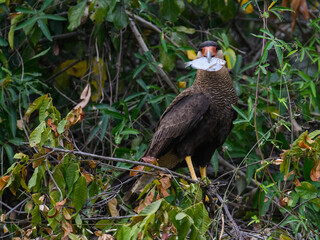 Crested Caracara sitting on tree branch and holding a fish in its beak