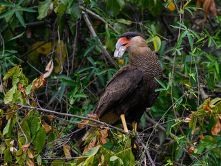 Crested Caracara sitting on tree branch and holding a fish in its beak