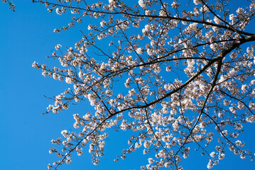 cherry blossom against sky