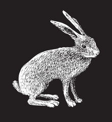 vector realistic drawing sketch wild a hare tolai