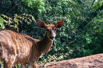 Bushbuck in the wild