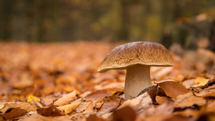brown cap boletus, penny bun, porcino
