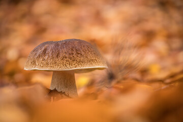 mushroom in the forest