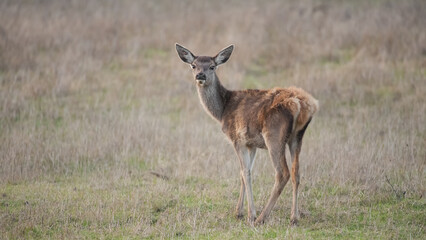 young deer in the grass