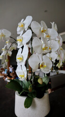 White Orchid Phalaenopsis branch Cascade for room decoration in a pot.