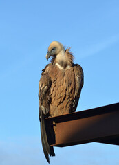 Le vautour