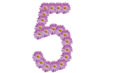 Number five made with pink flower isolated on white background. Spring concept idea.