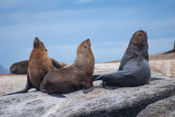 Fototapeta premium Seal Island