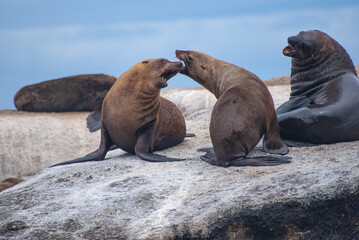 Fototapeta premium Seal Island