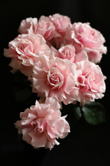 Pink roses on a dark background, French variety