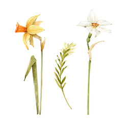 Yellow and white spring daffodil flower, watercolor illustration.