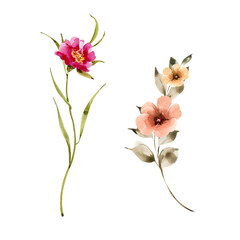 Delicate flowers and plants, a set of watercolor illustrations.