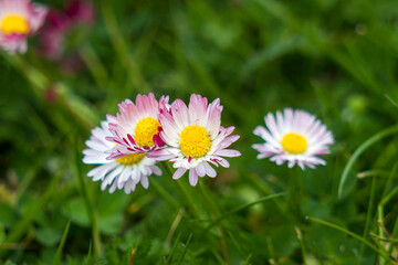Obraz premium blooming daisies flowers in the garden