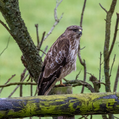 Buzzard on a fence post.