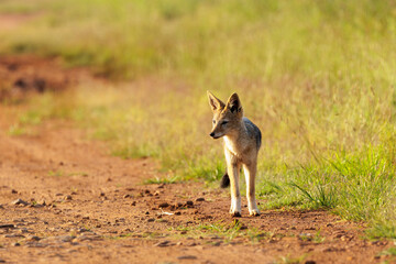 A wild black-backed jackal (Lupulella mesomelas) walking down a dirt road and looking into distance