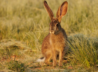 A wild scrub hare (Lepus saxatilis) standing in the grass in South Africa