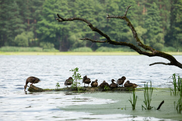 Family of ducks is resting