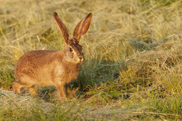 A wild scrub hare (Lepus saxatilis) standing watching in  grass in South Africa