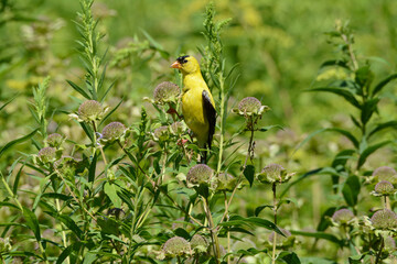 American Goldfinch Perching On Wildflowers