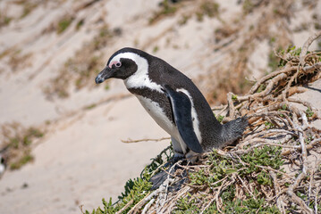 Penguin