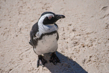 Fototapeta premium Penguin