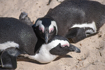 Naklejka premium Penguin