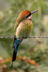 Rainbow Bee-Eater seen in Byron Bay, Australia with blurred background. 
