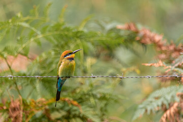 Rainbow Bee-Eater seen in Byron Bay, Australia with blurred background. 