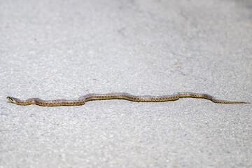 Close-up of blotched snake or Elaphe sauromates on asphalt road