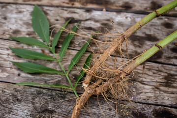 Root and leaf Sambucus ebulus, also known as danewort, dane weed,  walewort, dwarf elderberry,...