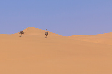 Ostrich in the dunes of the Namib Desert, Swakopmund, Namibia.