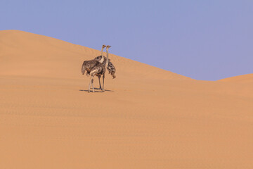Ostrich in the dunes of the Namib Desert, Swakopmund, Namibia.