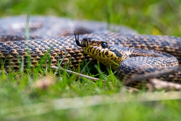 Close-up of blotched snake or Elaphe sauromates showing its tongue
