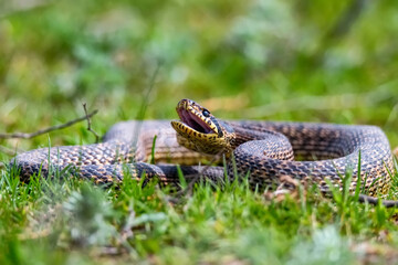 Close-up of blotched snake or Elaphe sauromates strikes