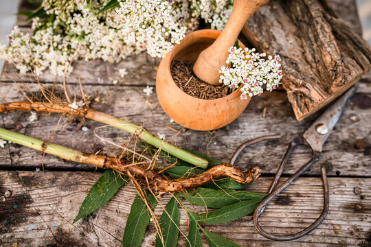 dwarf elder root dried organic bulk herb, sambucus ebulus Sambucus ebulus,  danesblood, dwarf elder or European dwarf elder, Powder from the root in a wooden mortar with a pestle.