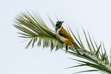 Blue-Faced Honeyeater (Entomyzon cyanotis) seen in the wild perched on a palm tree with grey background. 