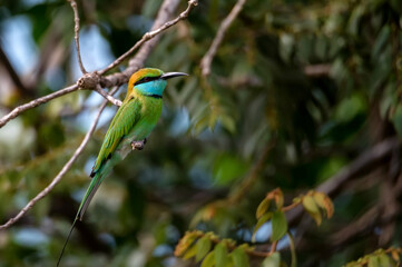 Green bee-eater or Merops orientalis perching on a twig