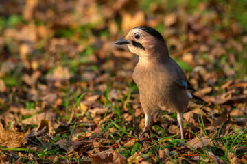 Eurasian jay or Garrulus glandarius on the ground