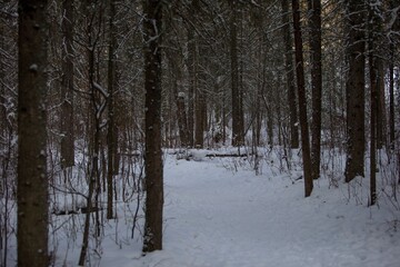 pathway through park in winter