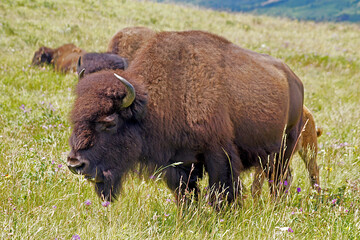 Bison Paddock, Waterton Lakes National Park, Alberta, Canada