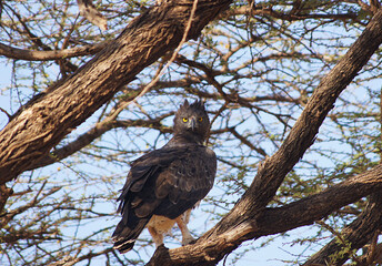 Black-chested, snake eagle , Samburu, Kenia