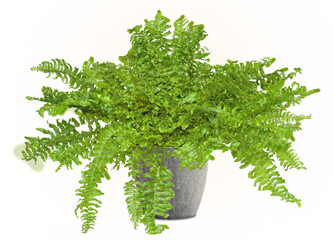 fern plant isolated
